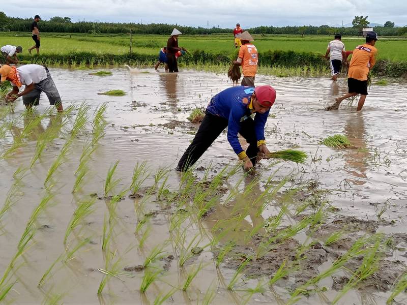 Tanam Padi Bersama Warga Lakkang, Ketua DPRD Makassar: Semoga Bisa Meningkatkan Perekonomian